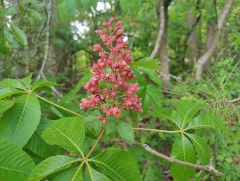 Piedmont Native Plants - Wild Ones Georgia Piedmont Chapter
