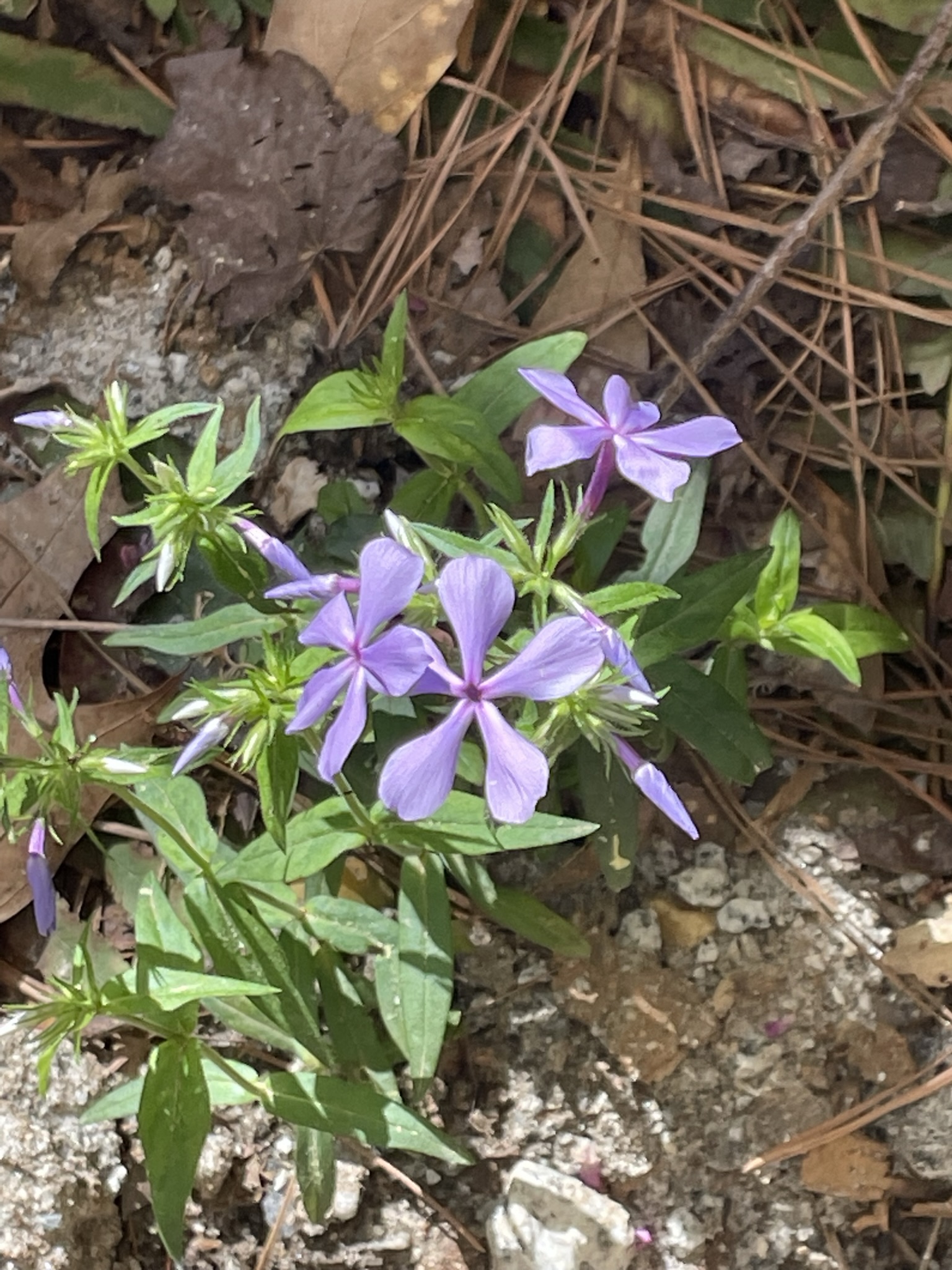 Piedmont Native Plants - Wild Ones Georgia Piedmont Chapter